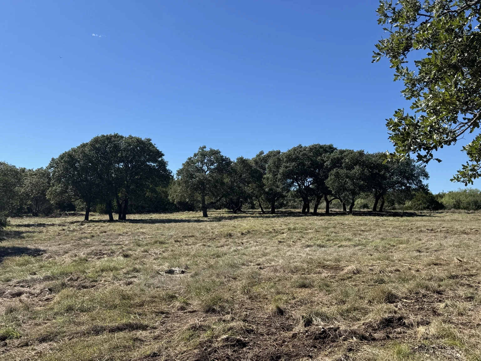 Sawmill Ridge Lot 4 — Native Hill Country Trees