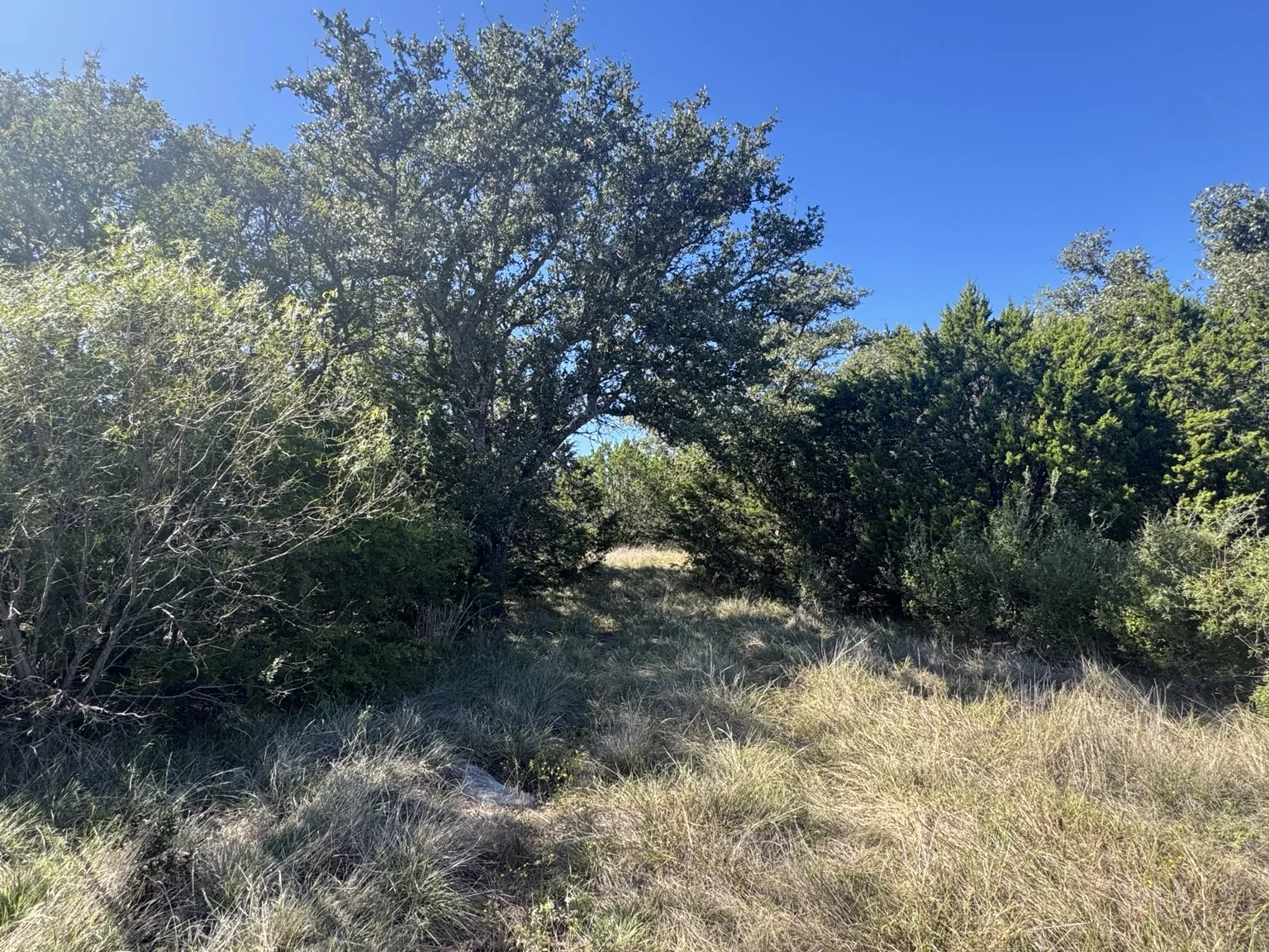 Mature live oak tree and meadow on Sawmill Ridge Lot 4