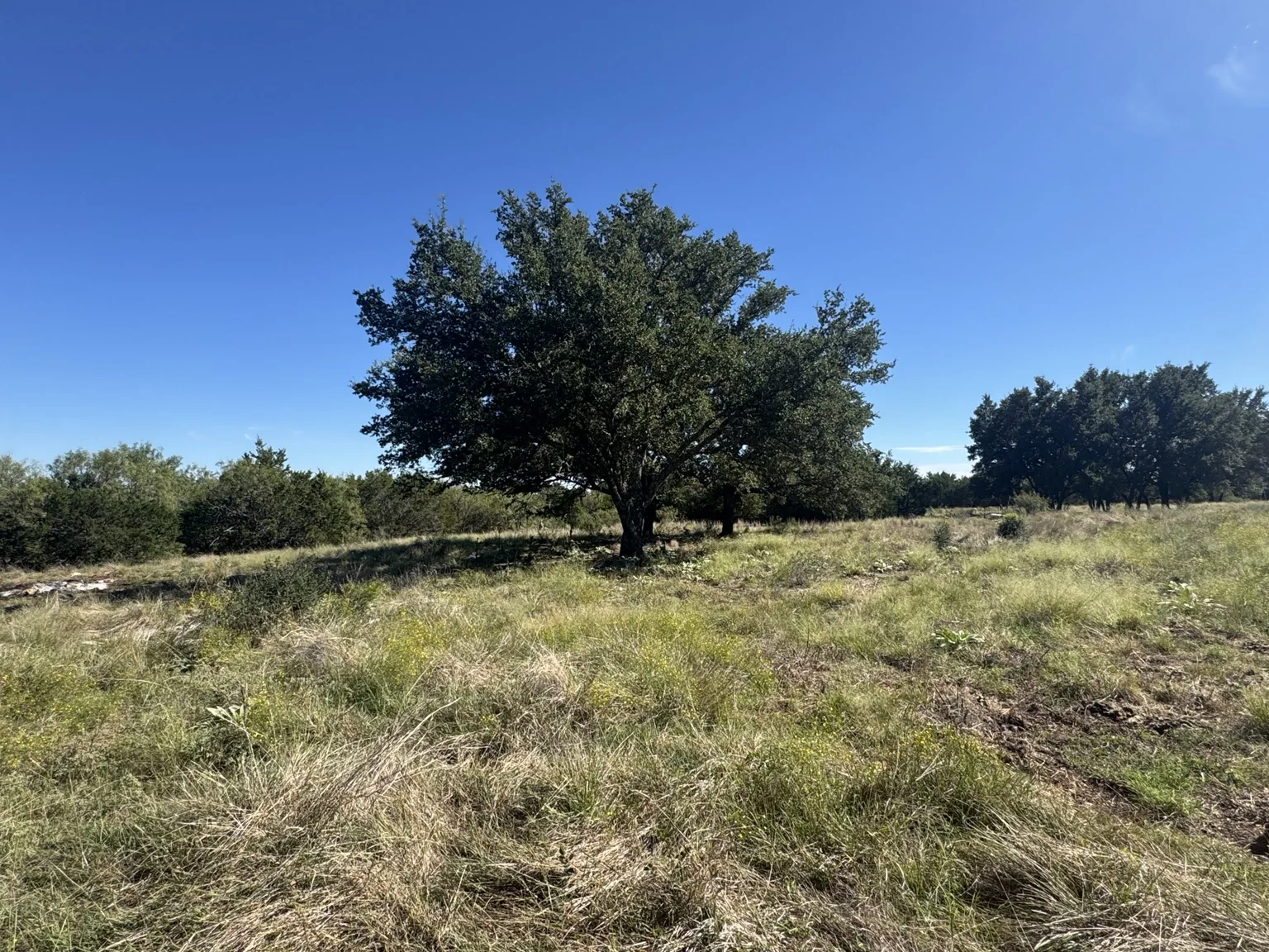 Sawmill Ridge Lot 4 — Lone Oak & Open Clearing