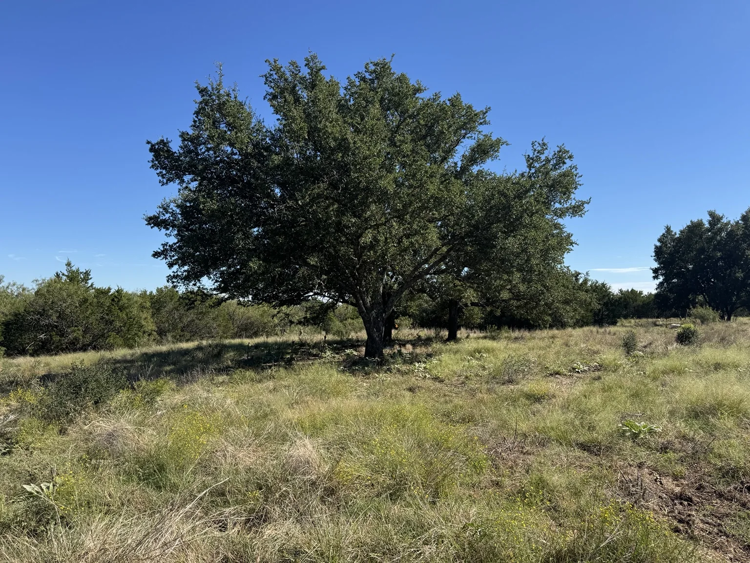 Sawmill Ridge Lot 4 — Live Oak & Rolling Land